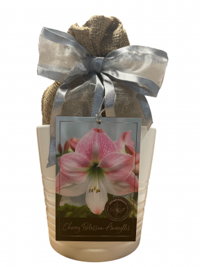 Amaryllis Growing Kit, Includes an White Ceramic Pot, Cherry Blossom Bulb, and Growing Medium!!